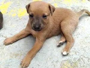 Cachorro raça Vira lata idade Abaixo de 2 meses nome Sem nome