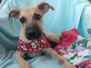 Cachorro raça Srd idade 2 a 6 meses nome Tob 