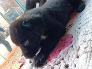 Cachorro raça Labrador  idade 2 a 6 meses nome Nick