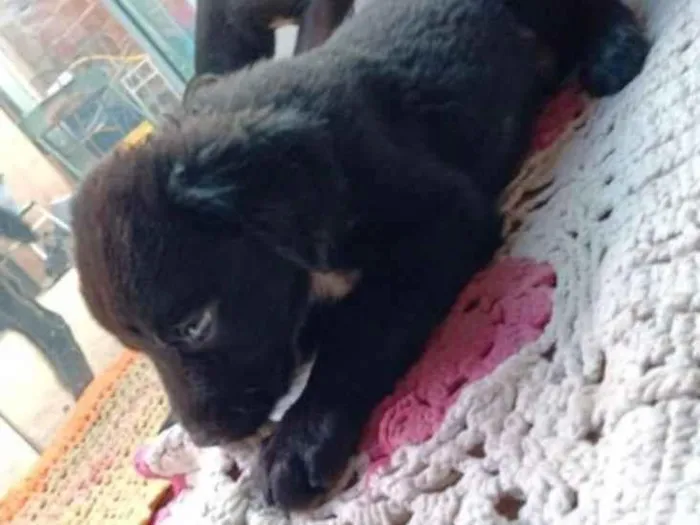 Cachorro ra a Labrador  idade 2 a 6 meses nome Nick