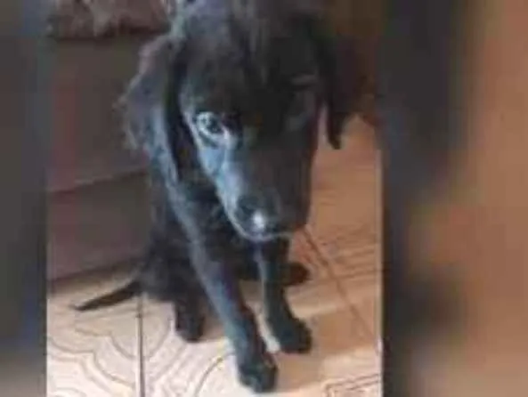 Cachorro ra a Labrador  idade 2 a 6 meses nome Nick