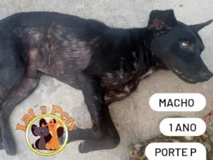 Cachorro raça SRD idade 1 ano nome Marujinho