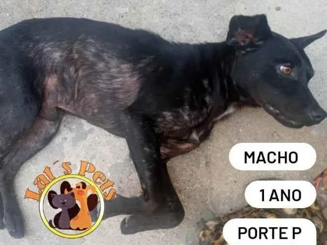 Cachorro ra a SRD idade 1 ano nome Marujinho