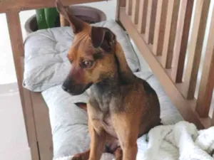 Cachorro raça Mix pinsher  idade 1 ano nome Pitoco