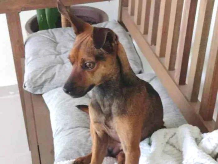 Cachorro ra a Mix pinsher  idade 1 ano nome Pitoco