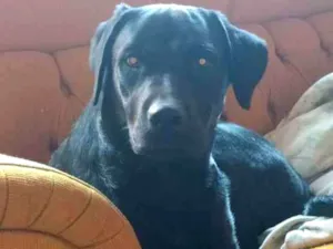 Cachorro raça Labrador com Rotvalei idade 1 ano nome Quiara