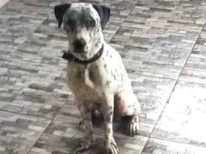 Cachorro raça Dálmata  idade 1 ano nome Pitucho 