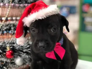 Cachorro raça SRD idade Abaixo de 2 meses nome Sem nome