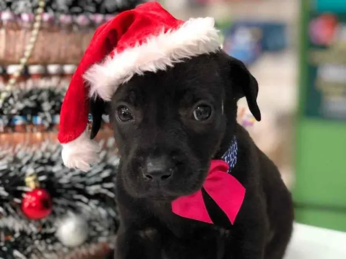 Cachorro ra a SRD idade Abaixo de 2 meses nome Sem nome