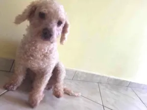 Cachorro raça Poodle Anão idade 2 anos nome Xilito