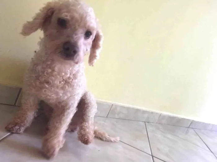 Cachorro ra a Poodle Anão idade 2 anos nome Xilito