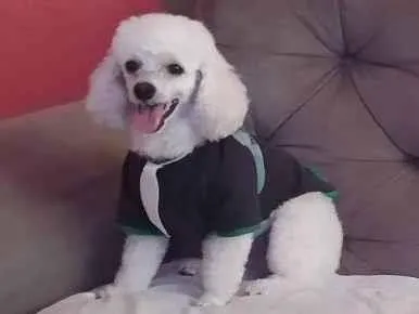 Cachorro ra a Poodle  idade 6 ou mais anos nome Lilica e Pipoca 