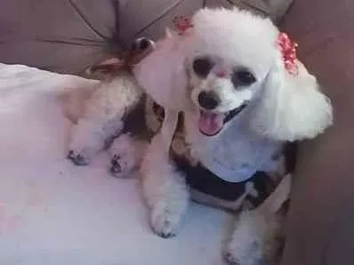 Cachorro ra a Poodle  idade 6 ou mais anos nome Lilica e Pipoca 