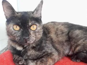 Gato raça SRD idade 1 ano nome BISCUIT CASTRADA