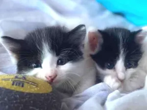 Gato raça  idade Abaixo de 2 meses nome Pintado 