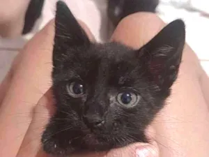 Gato raça Nenhuma idade Abaixo de 2 meses nome Neguinho