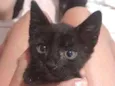 Neguinho