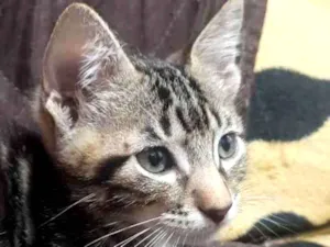 Gato raça Nenhuma idade Abaixo de 2 meses nome Tigrão