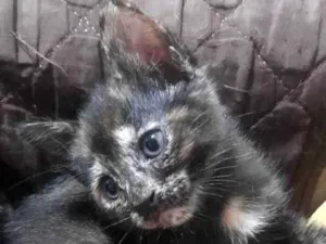 Gato raça Nenhuma idade Abaixo de 2 meses nome Munrra