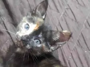 Gato raça Nenhuma idade Abaixo de 2 meses nome Lili