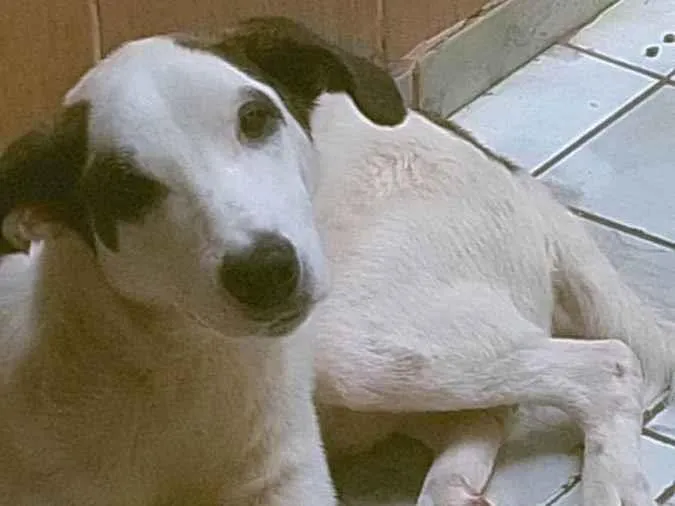 Cachorro ra a Vira-lata idade 1 ano nome Pirata