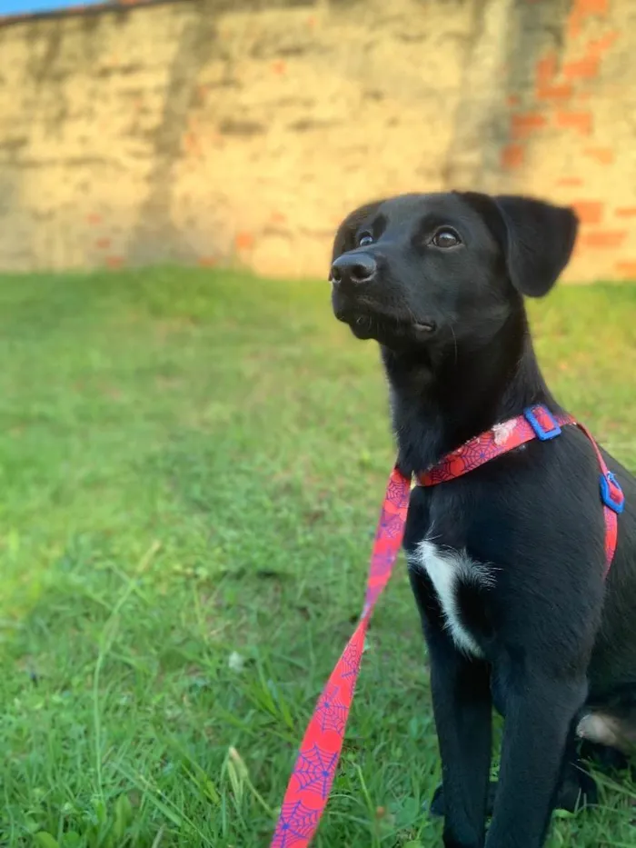 Cachorro ra a Vira lata  idade 2 a 6 meses nome Mathias 