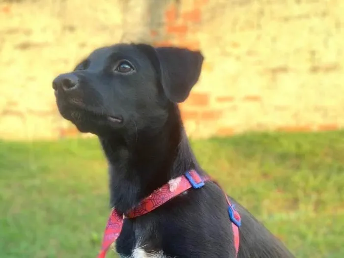 Cachorro ra a Vira lata  idade 2 a 6 meses nome Mathias 