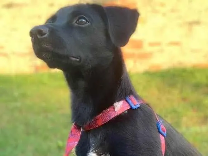 Cachorro ra a Vira lata  idade 2 a 6 meses nome Mathias 