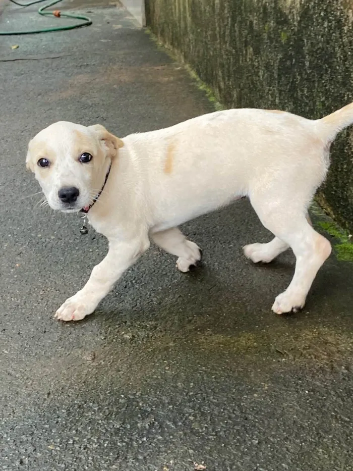 Cachorro ra a Vira-lata  idade 2 a 6 meses nome Pandora 