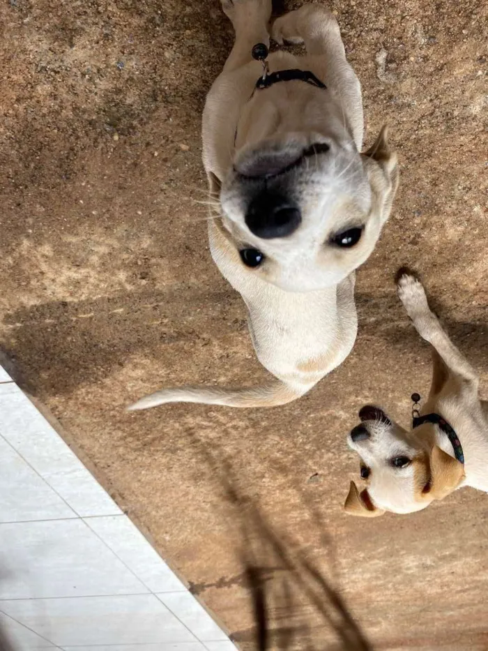 Cachorro ra a Vira-lata  idade 2 a 6 meses nome Pandora 