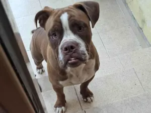 Cachorro raça Buldog Campeiro idade 7 a 11 meses nome Zeus