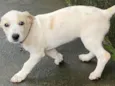 Pandora 