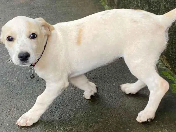 Cachorro ra a Vira-lata  idade 2 a 6 meses nome Pandora 