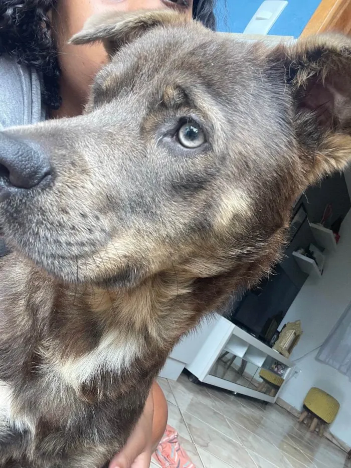 Cachorro ra a raça misturada com vira lata  idade 1 ano nome Zeus 