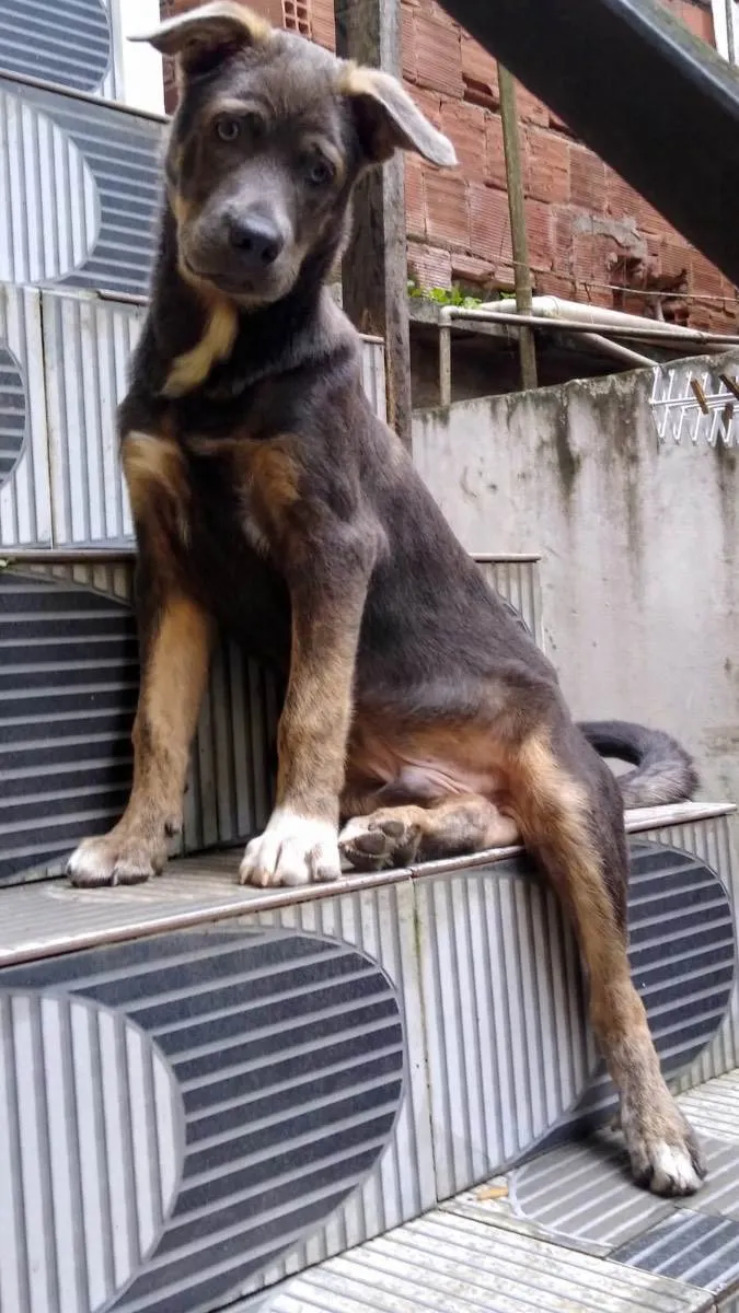 Cachorro ra a raça misturada com vira lata  idade 1 ano nome Zeus 