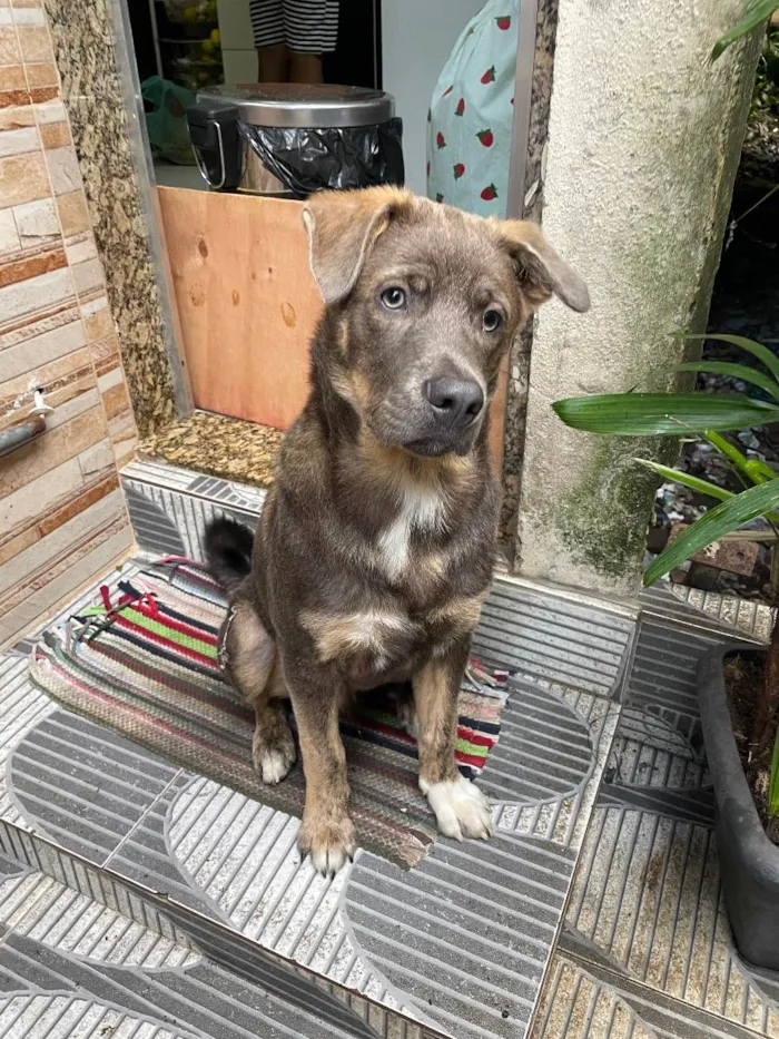 Cachorro ra a raça misturada com vira lata  idade 1 ano nome Zeus 