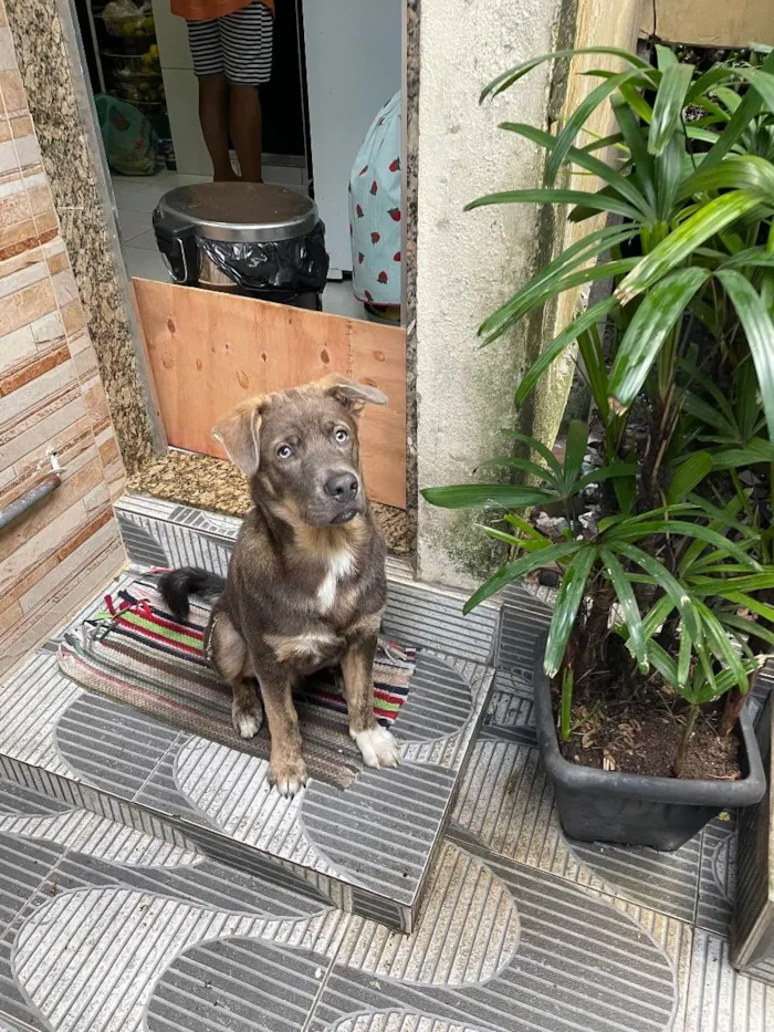 Cachorro ra a raça misturada com vira lata  idade 1 ano nome Zeus 