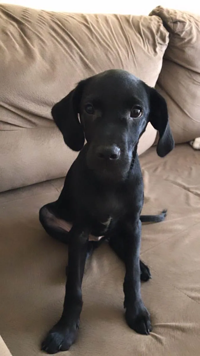 Cachorro ra a Vira-lata idade 2 a 6 meses nome Pretinho