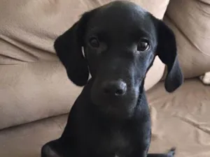 Cachorro raça Vira-lata idade 2 a 6 meses nome Pretinho