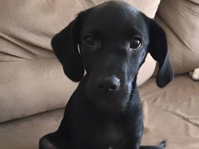 Cachorro ra a Vira-lata idade 2 a 6 meses nome Pretinho