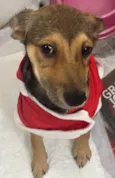 Cachorro raça SRD  idade 2 a 6 meses nome Cristal