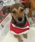 Cachorro raça SRD  idade 2 a 6 meses nome Cristal