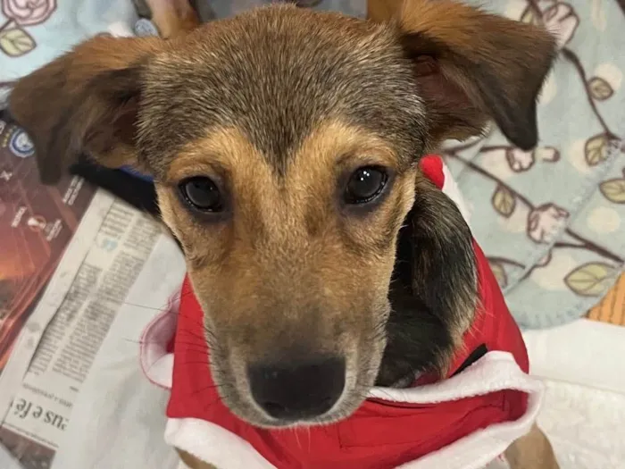 Cachorro raça SRD  idade 2 a 6 meses nome Cristal