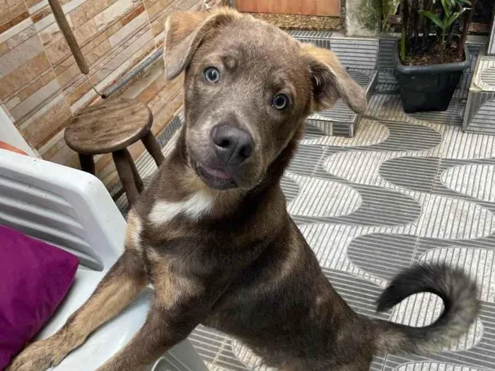 Cachorro ra a raça misturada com vira lata  idade 1 ano nome Zeus 