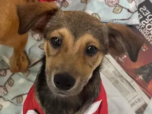Cachorro raça SRD  idade 2 a 6 meses nome Cristal