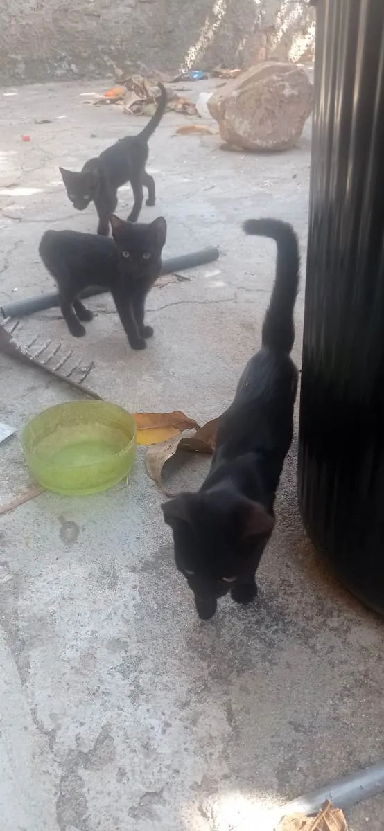 Gato ra a SRD idade 2 a 6 meses nome Sem nome