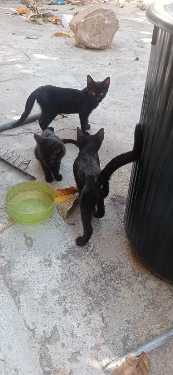 Gato ra a SRD idade 2 a 6 meses nome Sem nome