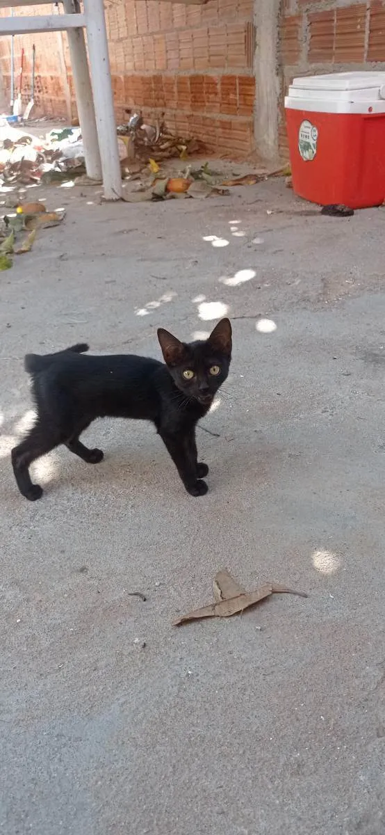 Gato ra a SRD idade 2 a 6 meses nome Sem nome