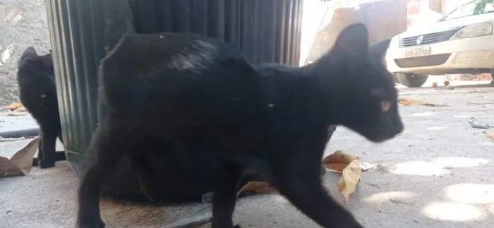 Gato ra a SRD idade 2 a 6 meses nome Sem nome