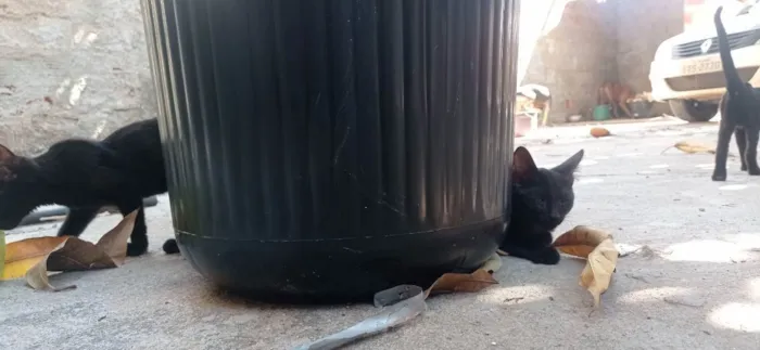 Gato ra a SRD idade 2 a 6 meses nome Sem nome
